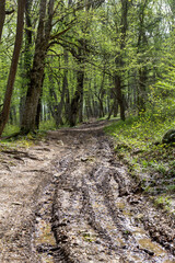 Spring walks in nature on a dirt road leading to the forest.
