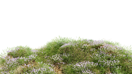 3D render various types of flowers grass bushes shrub and small plants on transparent background