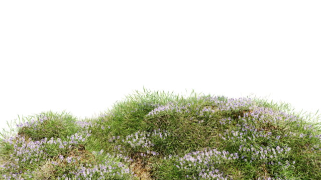 3D render various types of flowers grass bushes shrub and small plants on transparent background