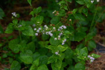 photography of medicinal plant ageratum conyzoides with blurred background