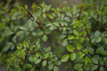 Krzaczek z zielonymi listkami tło naturalne wiosenne