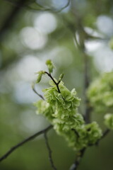 Łodyga z zielonymi jasnymi liśćmi na tle rozmytego tła bokeh