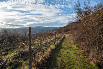 Grassy road leads through old vineyard and thick bushes. Autumn. Sunny weather.