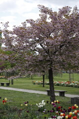 Drzewo wiśni kwitnące na różowo w ogrodzie wiosną na tle trawy