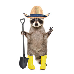 Raccoon in a gardening hat and rubber boots with shovel in his hands standing isolated on a white background