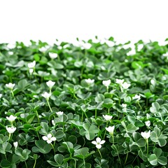 Fototapeta na wymiar Vibrant field of shamrocks on a white background, perfect for St. Patrick's Day celebrations.