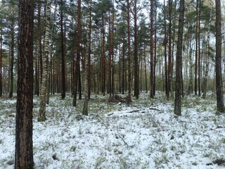 Rekyva forest during cloudy winter day. Some snow laying on ground. Some hanging on bushes. Pine and birch tree woodland. Blueberry bushes are growing in woods. Cloudy day. Nature. Rekyvos miskas.