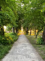 Aleja w parku o zachodzie słońca z gęstymi kwitnącymi drzewami