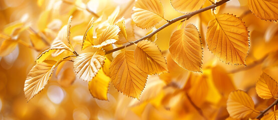 A closeup of golden leaves on the branches, set against an autumn background.
