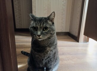 Domestic cat sitting in front of the door and looking at the camera