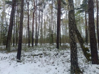 Rekyva forest during cloudy winter day. Some snow laying on ground. Some hanging on bushes. Pine and birch tree woodland. Blueberry bushes are growing in woods. Cloudy day. Nature. Rekyvos miskas.