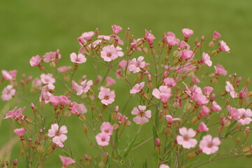 Fototapeta premium ピンク色のカスミソウの花