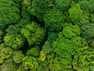 Naklejka premium Tropical green tree mountain forest ecology system morning sunrise nature landcape