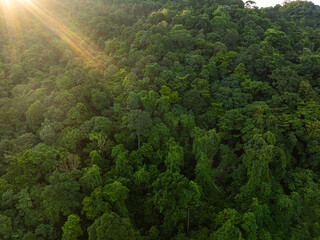 Tropical green tree mountain forest ecology system morning sunrise nature landcape