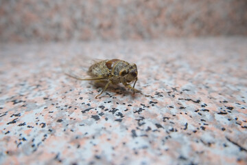 Cicadas on a surface
