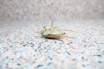 Cicadas on the floor