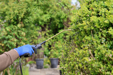 A gardener is spraying boxwood tree with insecticide against Cydalima perspectalis, the box tree...