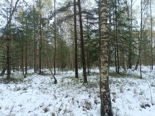 Rekyva forest during cloudy winter day. Some snow laying on ground. Some hanging on bushes. Pine and birch tree woodland. Blueberry bushes are growing in woods. Cloudy day. Nature. Rekyvos miskas.