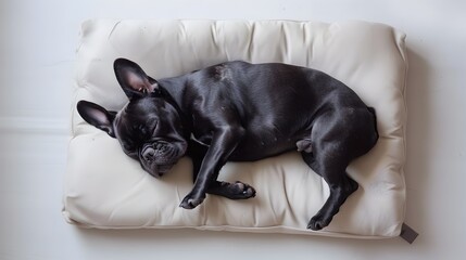 Peaceful Blue French Bulldog Sleeping on Soft Cream Mat in Minimalist Photography Studio
