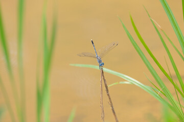 dragonfly on grass