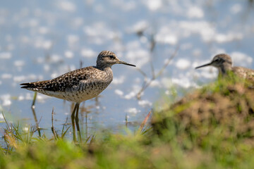 Wood sandpiper (Tringa glareola) at nature reserve of the Isonzo river mouth, Isola della Cona, Friuli Venezia Giulia, Italy. Small wader of the family Scolopacidae.