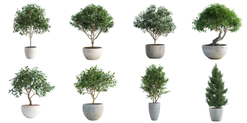 Set of tree pot png mockup in 3d without backoground png for decoration.