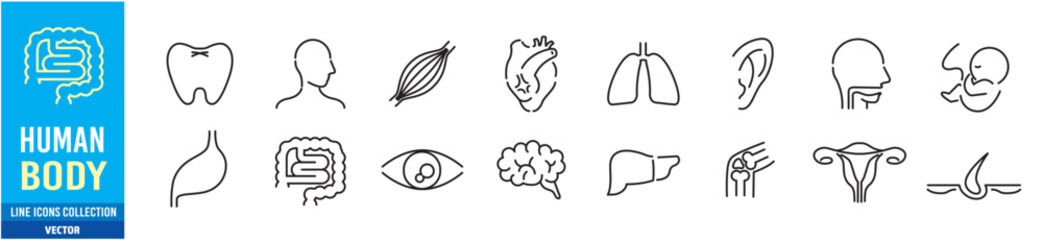 Human Body Line Editable stroke Icons set. Human internal organ. Medical Specialties. Icon collection vector. 