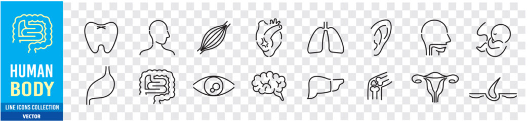 Human Body Line Editable stroke Icons set. Human internal organ. Medical Specialties. Icon collection vector.  - obrazy, fototapety, plakaty