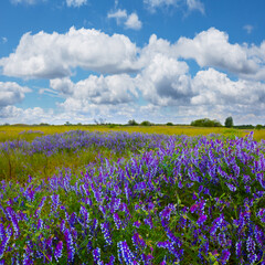 summer prairie with wild flowers under cloudy sky