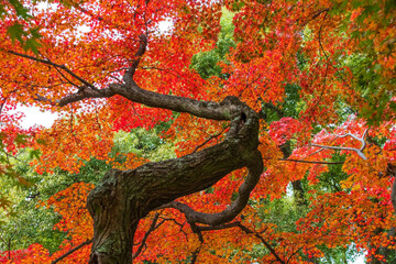 Japanischer Ahorn Baum,  Japan 