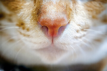 Close-up of an orange cat's nose with a hint of pink.