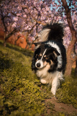 Spring photo of border collie, who is running in nature. Flowering trees in the Prague	
