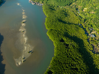 Aerial view green mangrove forest sea bay eco nature landscape