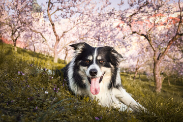 Spring photo of border collie, who is laying in nature. Flowering trees in the Prague	
