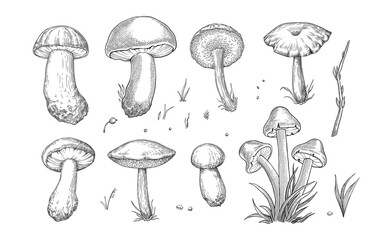 Sketch mushrooms. Hand drawn various edible mushroom morel, truffle, champignon, black and king trumpet, bolete mushroom vintage set. Organic vegetarian product for menu packaging illustration.