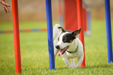 Dog is running slalom on his agility training on agility summer camp czech agility slalom.	
