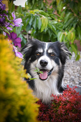 Smiling border collie in flowers. Adult border collie is in flowers in garden. He has so funny face.	
