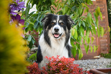 Smiling border collie in flowers. Adult border collie is in flowers in garden. He has so funny...