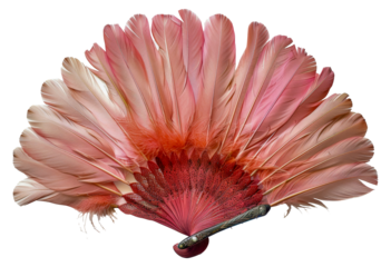 Ornate red feather fan spread, cut out - stock png.