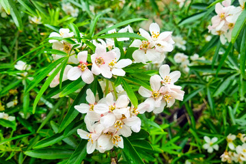 Fototapeta premium Delicate White Flowers with Lush Green Leaves in Natural Light