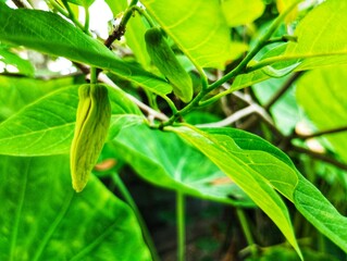 Custard apple flower on a tree 