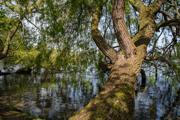 Sommerfeeling am Ratzeburgersee, ein Karibik ähnliches flair.mit viel grün