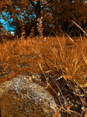 Obraz premium stream in the forest