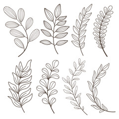 Set of leaves. Hand drawn decorative elements. Vector illustration