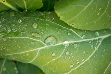Kohlrabi leaves dew drops harvest planting water tuber bio detail greenhouse foil close-up field root crop turnip leaf farm farming harvest garden harvesting Brassica oleracea gongylodes Europe © Tomas Vynikal