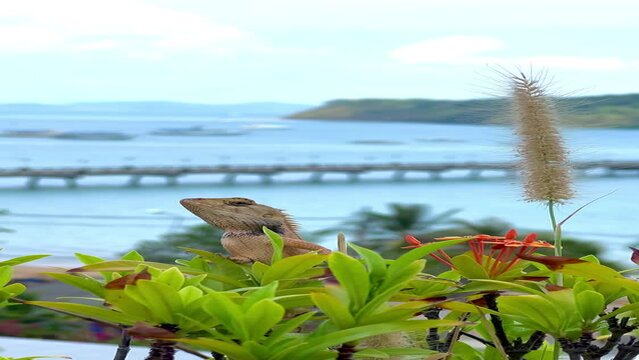 Chameleon clings to a bush