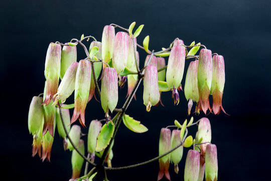 Closeup flowers of cathedral bells flowers. (Bryophyllum pinnatum). A Succulent Plant Species of the Crassulaceae Family in the Order Saxifragales. On Black Background in studio shoot.
