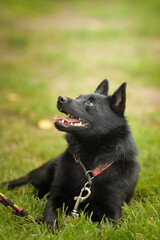 Summer portrait of dog. He is so cute in the nature. He has so lovely face	
