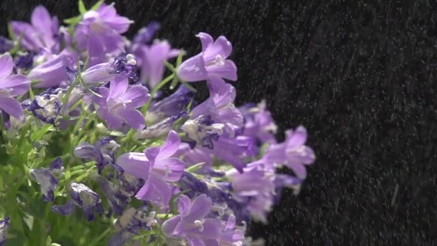 カンパニュラ・メリーベル 雨降らし　ハイスピード撮影