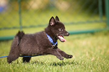 Dog is running in grass. She has so nice face. She is so patient model.	
